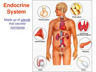 Endocrine System