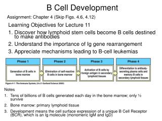 B Cell Development