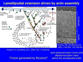 Lamellipodial extension driven by actin assembly