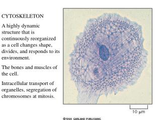 CYTOSKELETON