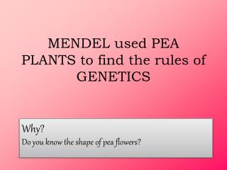 MENDEL used PEA PLANTS to find the rules of GENETICS