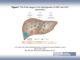 Figure 1 The three stages in the pathogenesis of HBV and HCV reactivation