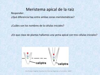 Meristema apical de la raíz