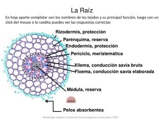 La Raíz