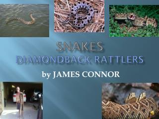SNAKES DIAMONDBACK RATTLERS