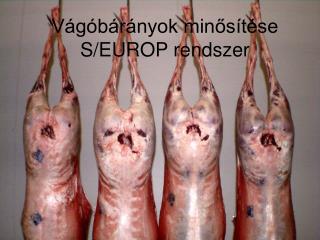 Vágóbárányok minősítése S/EUROP rendszer