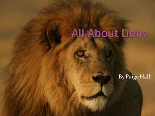 All About Lions