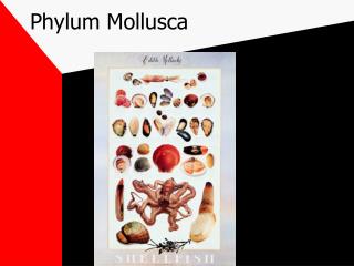 Phylum Mollusca