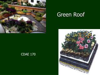 Green Roof