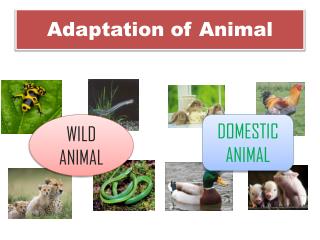 Adaptation of Animal