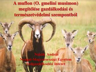 A muflon (O. gmelini musimon) megítélése gazdálkodási és természetvédelmi szempontból