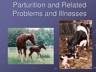 Parturition and Related Problems and Illnesses