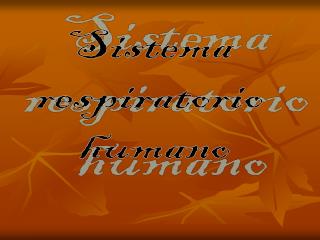 Sistema respiratorio humano