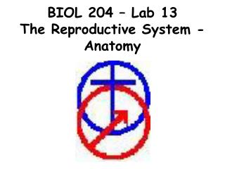 BIOL 204 – Lab 13 The Reproductive System - Anatomy