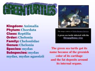 GREEN TURTLES