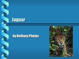 Jaguar