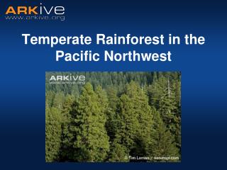 Temperate Rainforest in the Pacific Northwest