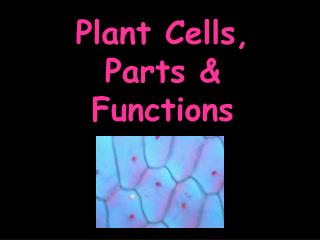 Plant Cells, Parts &amp; Functions