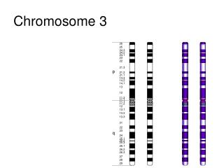 Chromosome 3