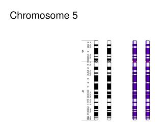 Chromosome 5