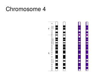 Chromosome 4