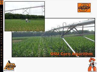 OSU Corn Algorithm