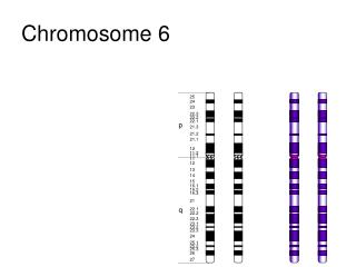 Chromosome 6