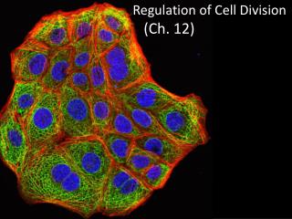 Regulation of Cell Division (Ch. 12)