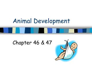 Animal Development