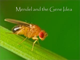 Mendel and the Gene Idea