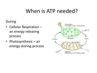 When is ATP needed?