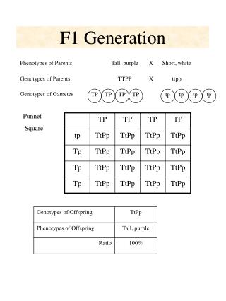 F1 Generation
