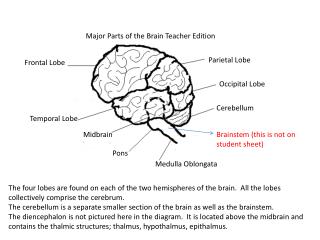 Frontal Lobe
