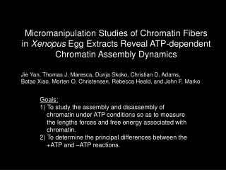 Micromanipulation Studies of Chromatin Fibers in Xenopus Egg Extracts Reveal ATP-dependent