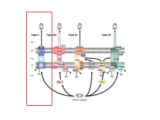 Type I secretion systems use an ABC transporter