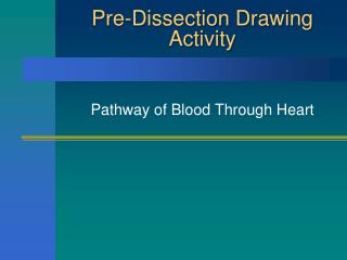 Pre-Dissection Drawing Activity