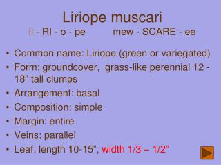 Liriope muscari li - RI - o - pe mew - SCARE - ee