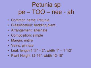 Petunia sp pe – TOO – nee - ah