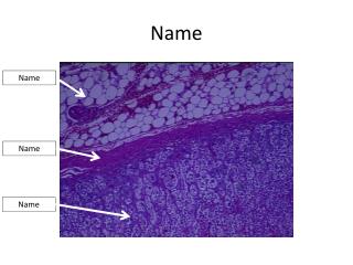 Name