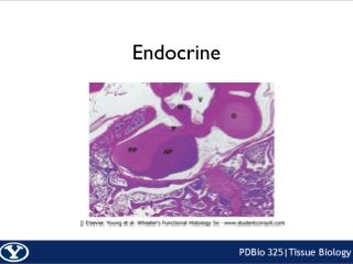 Endocrine