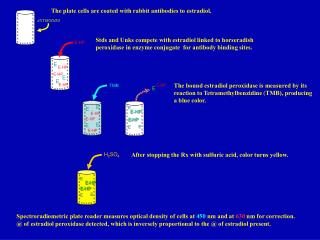 The plate cells are coated with rabbit antibodies to estradiol.