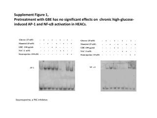 Glucose (25 mM) - + - + - + - + -