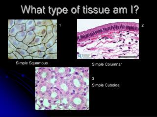 What type of tissue am I?