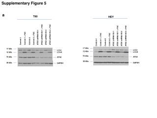 Supplementary Figure 5