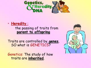 Heredity : the passing of traits from 	 parent to offspring