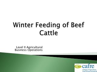 Winter Feeding of Beef Cattle