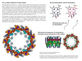 T he peripheral light-harvesting complex