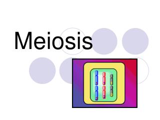 Meiosis