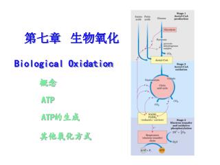 第七章 生物氧化 Biological Oxidation