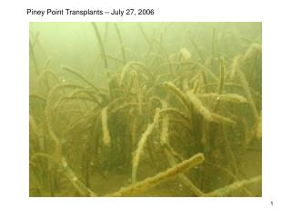 Piney Point Transplants – July 27, 2006